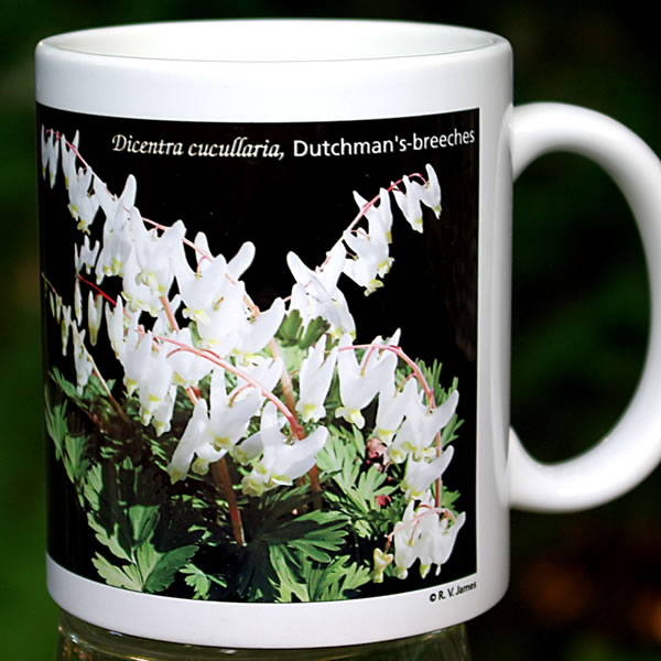 mug dicentra large 8128.jpg